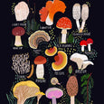 Mushrooms of the Pacific Northwest Art Print
