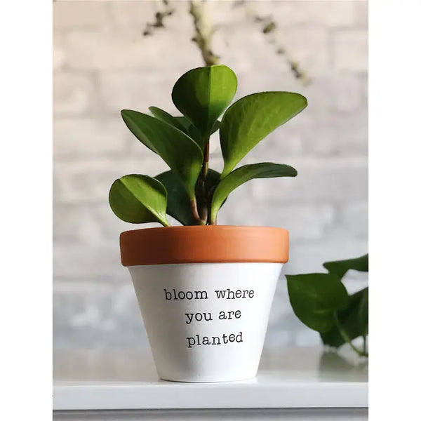 Bloom Where You Are Planted Planter